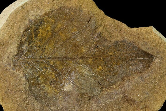 Cretaceous Fossil Leaf (Viburnum) - Kansas #136447